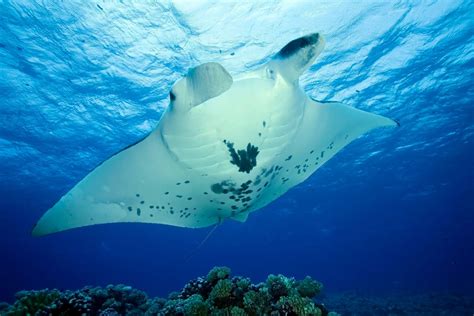 manta ray advocate